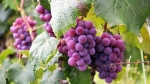 Foto de ¿Cuál es la diferencia entre un vino cosechado a mano y uno mecanizado?