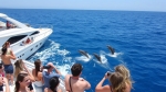 Foto de Tipps für deine erste Delfinbeobachtung auf Mallorca
