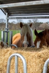 Foto de Importancia de los suplementos nutricionales para caballos