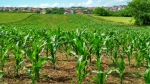 Foto de Integra: Leading the Way as an Intelligent Farming Company