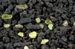 Foto de Joyas Canarias: Un Tesoro Inspirado en la Naturaleza y la Cultura 
