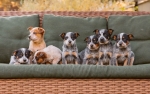 Foto de ¿Qué incluye la Medicina General veterinaria? Todo lo que debes saber para cuidar a tu mascota