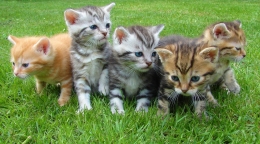 Microplásticos en Placentas de Gatas