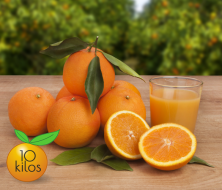 Empieza la campaña de las Naranjas Valencianas