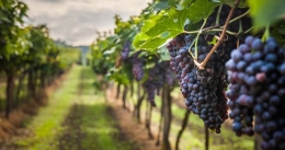 La bodega Pago de Cirsus nos habla de los beneficios del vino