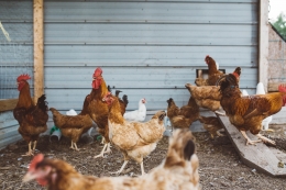 Dos recetas originales con pollo 