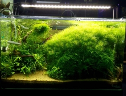 Plantas acuáticas para acuarios de todos los tamaños
