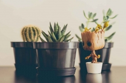 5 formas de regar las plantas en vacaciones