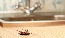 El ácido bórico puede ser un insecticida económico y eficaz