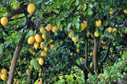 La importancia de tener un jardín cuidado 
