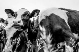 ¿Qué es el aturdimiento en animales?