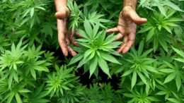 Ahora en Colombia primer medicamento derivado del cannabis para Espasticidad por Esclerosis Múltiple