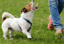 Consejos básicos del Entrenamiento de un Perro