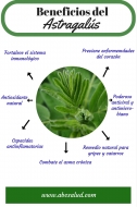 ASTRAGALUS: una planta medicinal milenaria que ayuda a prevenir y combatir enfermedades!
