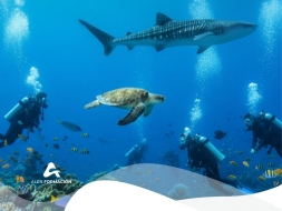 Descubre el Curso de Fauna Marina de Alen Formación: una oportunidad única para tu desarrollo profesional