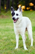 Origen y nacimiento de la raza de perro Boyero Dominicano