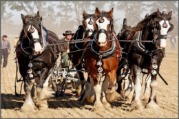 Caballo de tiro 