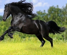 Top 5 Razas De Caballos Comunes