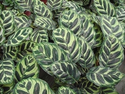 Plantas de moda para tu casa o jardín 