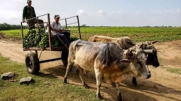 Aumenta escasez de alimentos en Cuba asegura Liga de Campesinos Independientes
