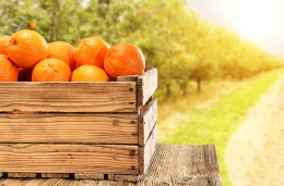Venta de las Naranjas de Valencia Online