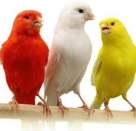 La mejor comida para los pájaros canarios