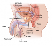 ¿Cuáles son los factores de riesgo del cáncer de testículo?