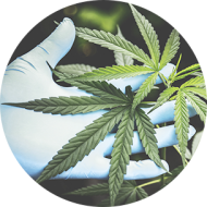 Curso de Introducción al Cannabis medicinal y los Cannabinoides aplicados al Cáncer