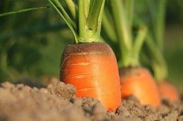 Abonos ecológicos para cultivo
