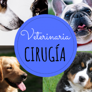 Cirugia Veterinaria en Medellin
