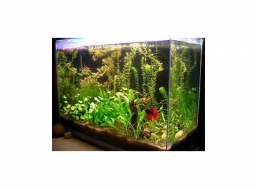 VENTA DE PECES DE AGUA FRÍA EN SEVILLA