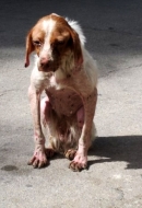 Como detectar si un perro es maltratado