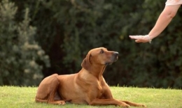 Quieres saber cómo Educar a tu Perro?