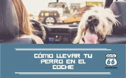 Consejos para viajar en coche con perros, gatos y otras mascotas
