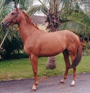 Yeguada Mater Christi, la compra de caballos de éxito.