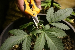 5 consejos de poda para incrementar la cosecha de cannabis