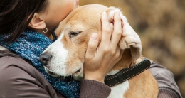 Controlar el dolor en mascotas con enfermedades terminales