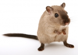 Ratkaputt, ¿de qué va esto?