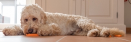 sintomas de Dermatitis en Perros