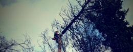 NaturClimb - Empresa de Poda, tala y Apeo de Árboles en Málaga