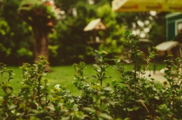Jardincelas Coruña