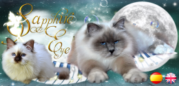 Sapphire Eye - Criadero familiar del gato Sagrado de Birmania