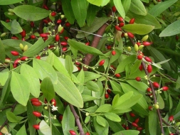 WhatsApp +447784929383 Buy Coca leaves in Georgia,Kuwait,Qatar,Oman,Soudi Arabia,United States,Canada,UK,Germany All Cou