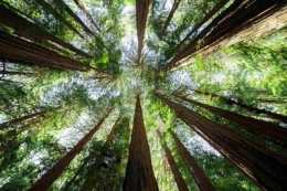 Coincidiendo con el Día Mundial del Medio Ambiente, ROCKWOOL participa en la campaña de concienciación a favor del cuida