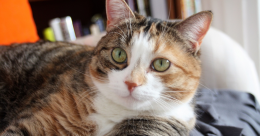 Quiero un gato de mascota, ¿Que debo tener en cuenta?
