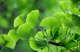GINKGO BILOBA , EL ÁRBOL MILENARIO QUE CUIDA TU SALUD