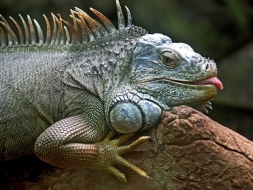 Una ola de frío brutal congela a las iguanas