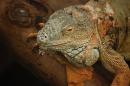 Las Iguanas Verdes