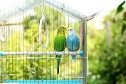 ¿Es hora de cambiar la jaula de tu pájaro?