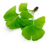 Las virtudes del Ginkgo Biloba